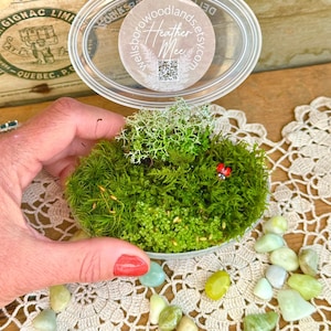 Live Moss Mixed Variety Pack! Licensed in all 50 States, 4.5oz Mix of 4-6 Varieties, Terrarium Plants, Lichens, Terrerium