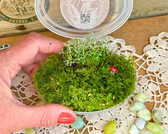 Live Moss Mixed Variety Pack! 4.5oz Container, Mix of 4-6 Varieties, Very Healthy Moss, Terrarium Plants, Lichens, Terrerium Plants