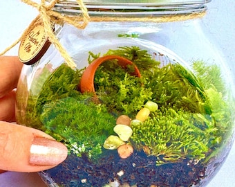DIY Terrarium Kit With Organic Live Moss, Mini Terracotta Pot or Resin  Waterscape, Houseplants, Birthday Gift, Terra Cotta Pot - Etsy