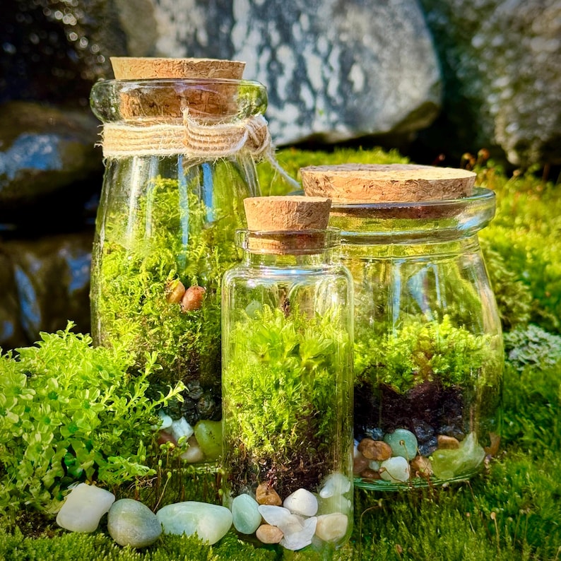 3 Jar DIY Terrarium Kit / Live Moss, Glass Bottles, Cork Lids, Gift Box / Licensed in 50 States to Forage, Grow, Sell Native Terrarium Moss immagine 6