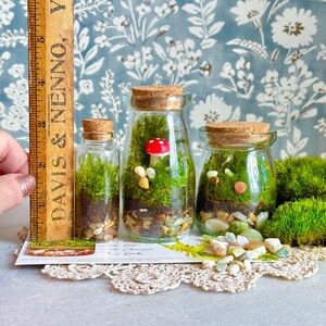 3 Jar DIY Terrarium Kit / Live Moss, Glass Bottles, Cork Lids, Gift Box / Licensed in 50 States to Forage, Grow, Sell Native Terrarium Moss immagine 3