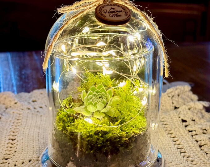 Terrarium DIY Cloche Bird Dome, Fairy Lights, Organic Live Moss, DIY ...