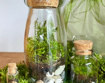 Terrarium Kit with 3 Jars, Organic Live Moss, Glass Bottles with Cork Lids, Complete DIY Kit, Perfect Gift!