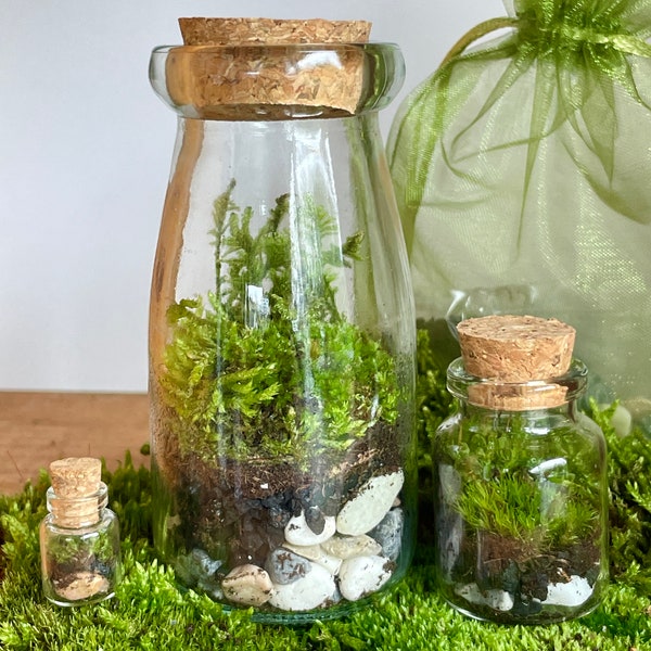Terrarium Kit with 3 Jars, Organic Live Moss, Glass Bottles with Cork Lids, Complete DIY Kit, Perfect Gift!