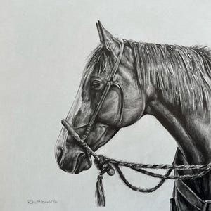 May include: A black and white pencil drawing of a horse's head with a bridle and reins. The horse is looking to the left and the artist's signature, R Shuttleworth, is in the bottom left corner.