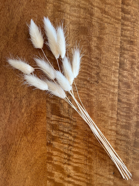 Mini Bunch Bunny Tails | Bleached White | Dried Flowers | Small Bouquet | Lagurus Ovatus | Letterbox Flowers | 10/20 Stems | 15-30cm Tall