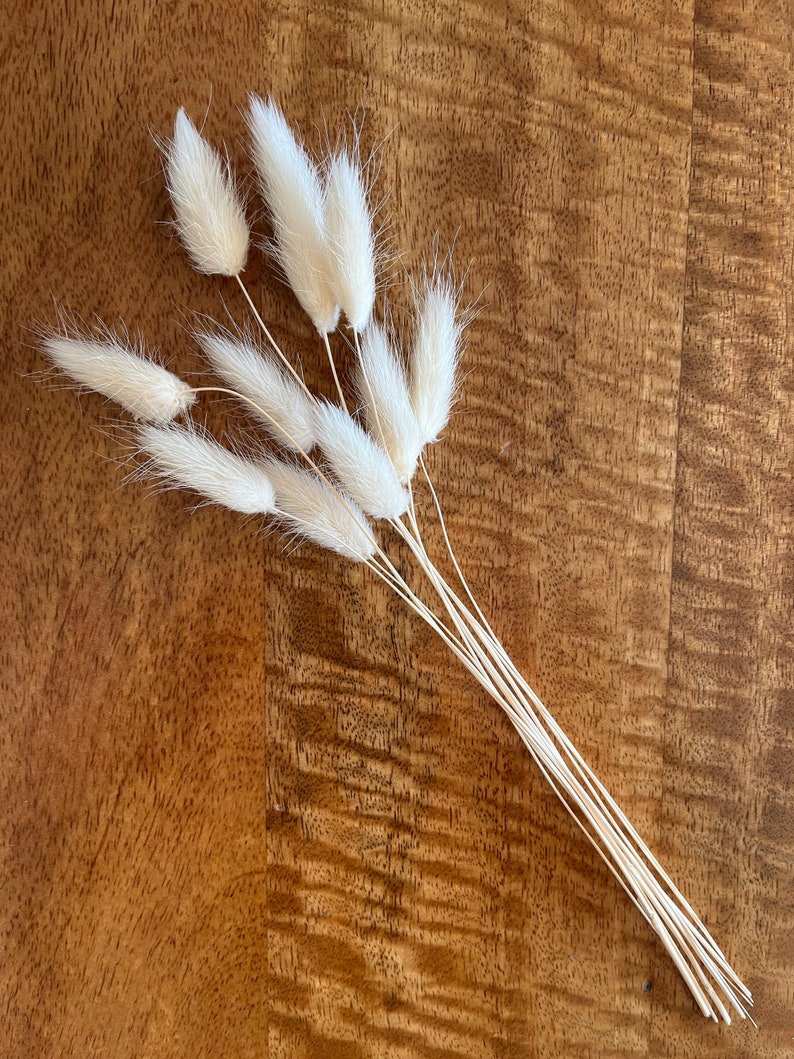 Pode incluir: Um molho de caules de capim-das-pampas branco seco com plumas fofas. Os caules s&atilde;o amarrados juntos na parte inferior e est&atilde;o dispostos em forma de leque.