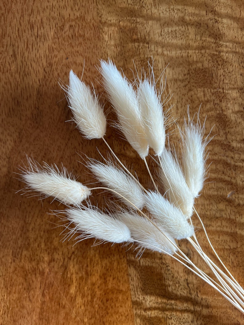Pode incluir: Um molho de caules de grama pampas branca seca com plumas fofas. Os caules est&atilde;o dispostos em forma de leque sobre uma superf&iacute;cie de madeira marrom.