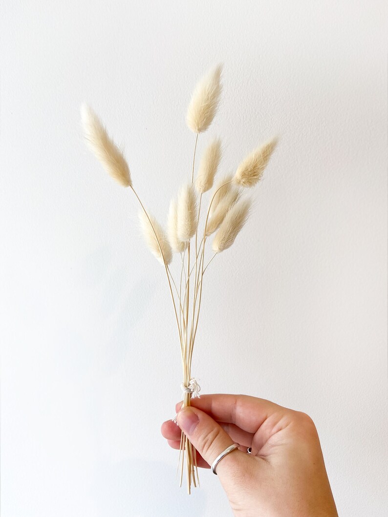 Pode incluir: Um molho de capim-das-pampas seco com plumas brancas e fofas, amarradas com um barbante branco.