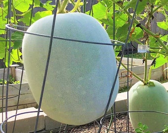 Organic Winter Melon Wax Gourd Seeds