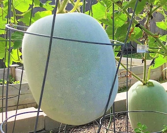 Organic Winter Melon Wax Gourd Seeds