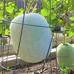 Organic Winter Melon Wax Gourd Seeds-Product of 2024 Summer