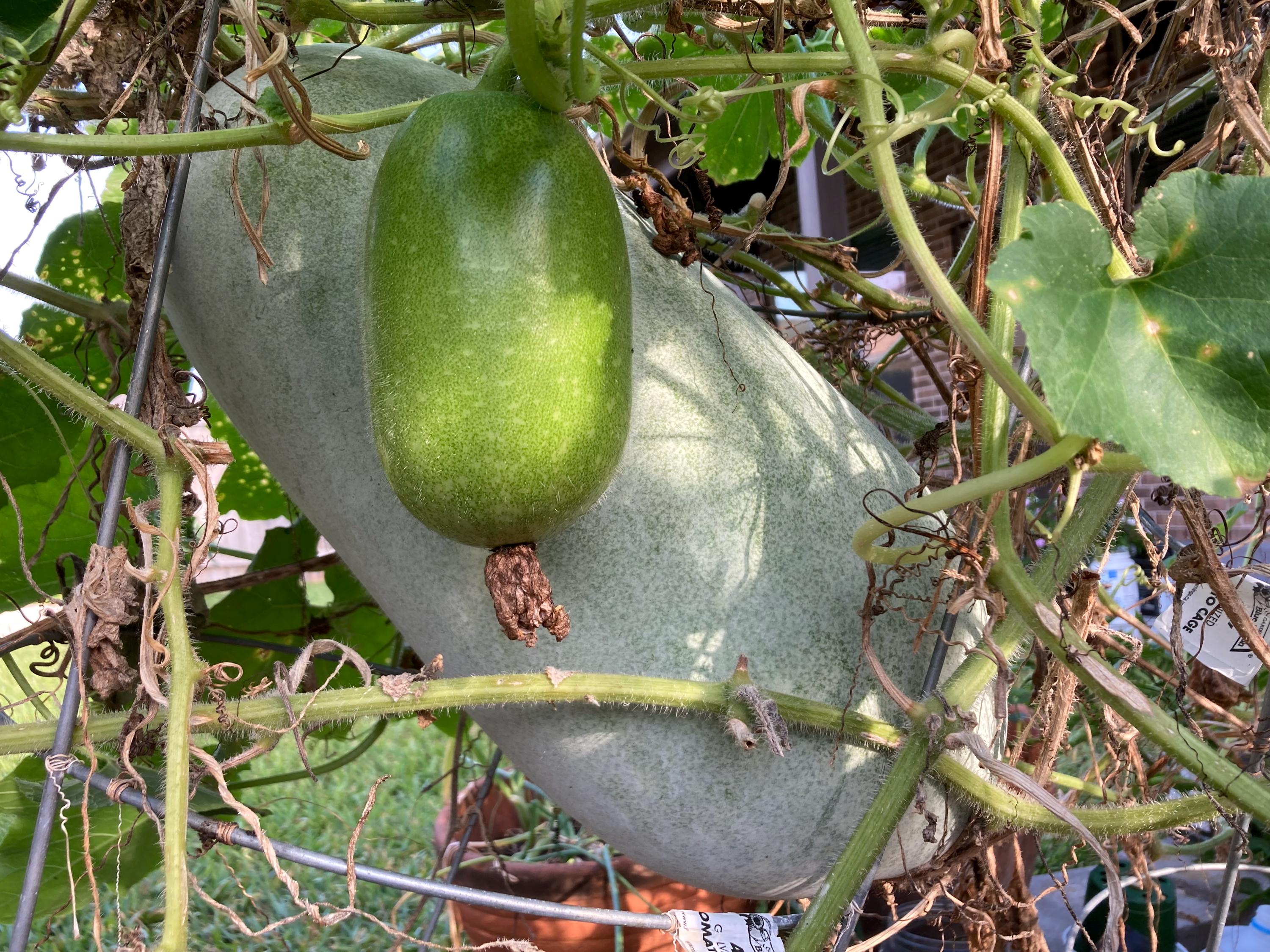 Organic Winter Melon Wax Gourd Seeds-product of 2025 - Etsy