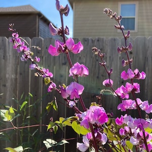 Organic Purple Hyacinth Bean Seeds - Lablab purpureus Product of 2024 Summer