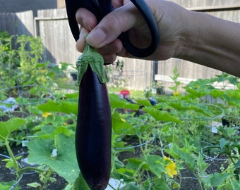 Organic Mini Eggplant seeds