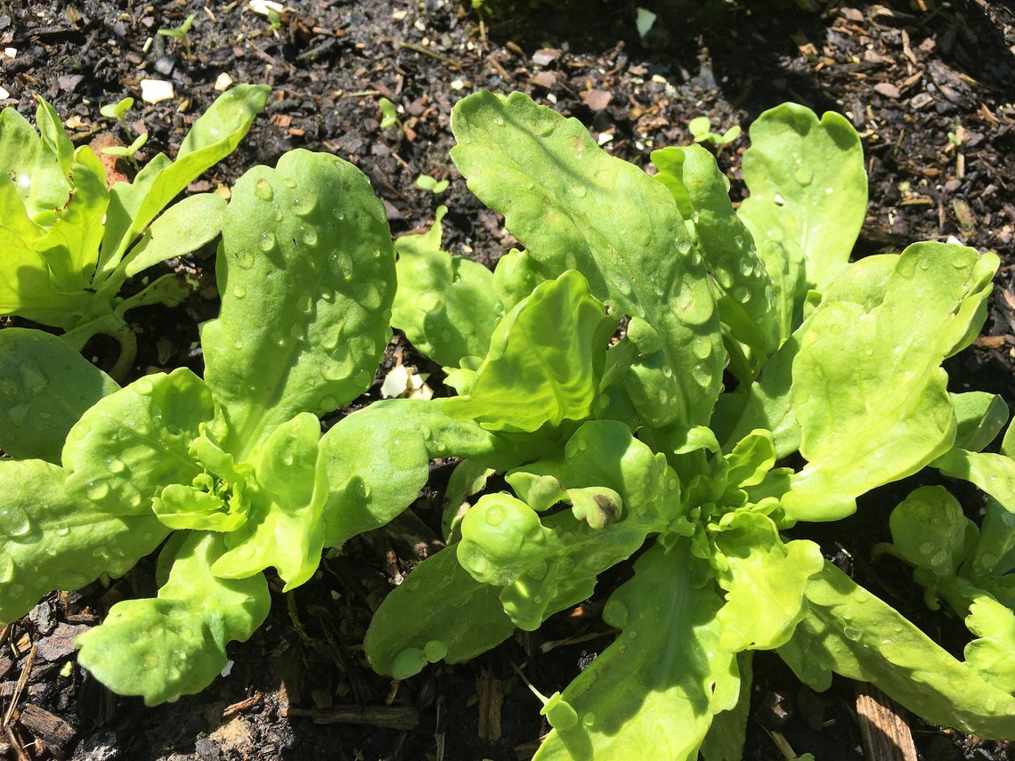 Organic Large Leaf Tong Ho Choy Etsy