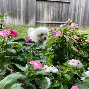 May include: A fluffy white dog with its tongue out stands in a garden filled with pink and white flowers. The flowers have dark green leaves and are in full bloom. A wooden fence is in the background.