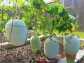 Organic Winter Melon Wax Gourd Seeds-Product of 2024 Summer