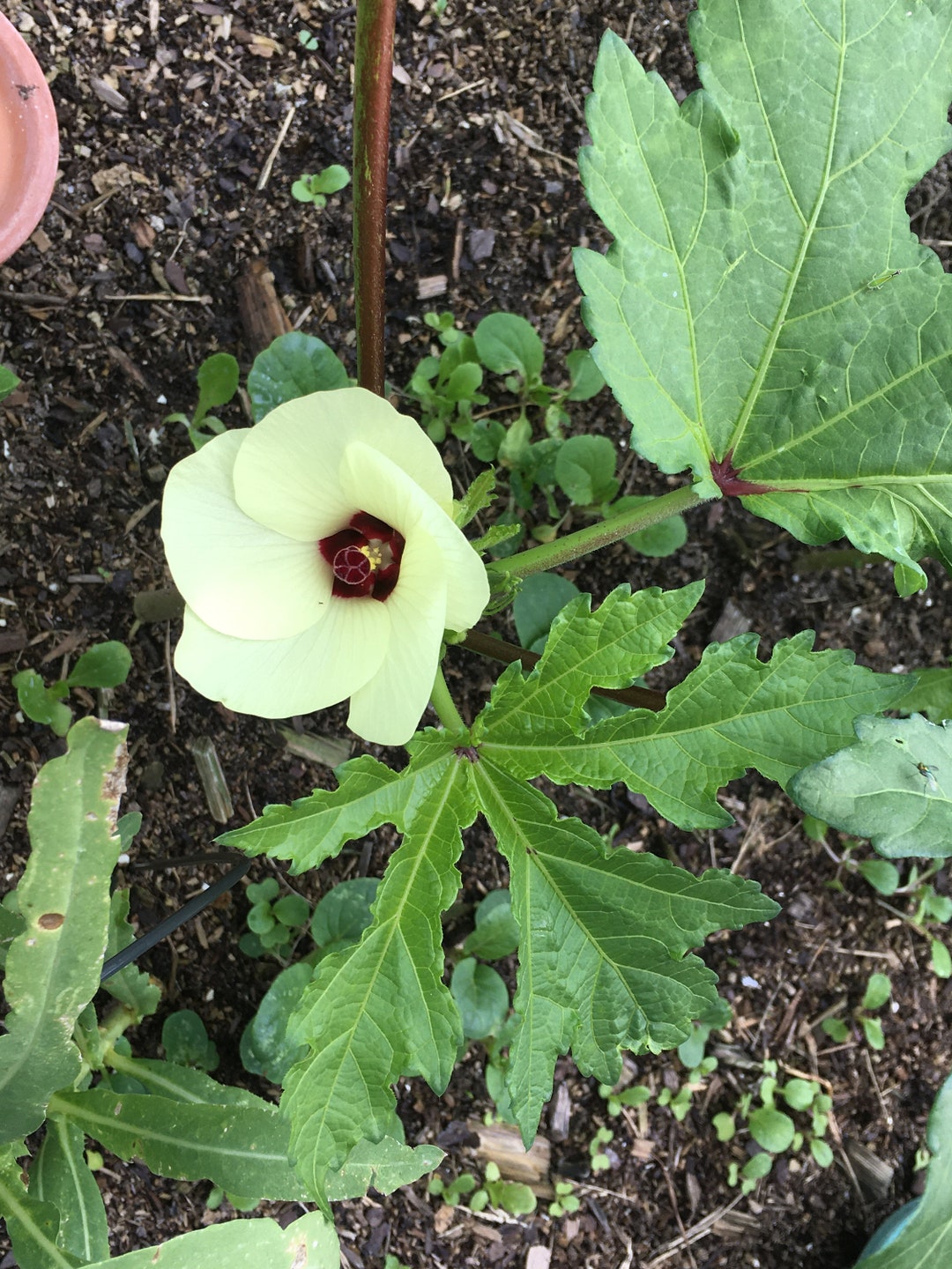 Organic Okra Seeds Etsy