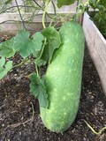 Organic Winter Melon Wax Long Gourd / Gua Seeds-Product of 2024 Summer
