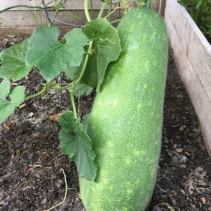 Organic Winter Melon Wax Long Gourd / Gua Seeds-Product of 2024 Summer