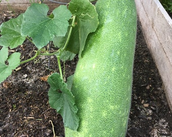 Organic Winter Melon Wax Long Gourd / Gua Seeds