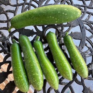 May include: Six green gourds, one large and five smaller, are arranged on a black metal table with a decorative pattern. The gourds have a smooth, slightly bumpy texture and are a light green color.
