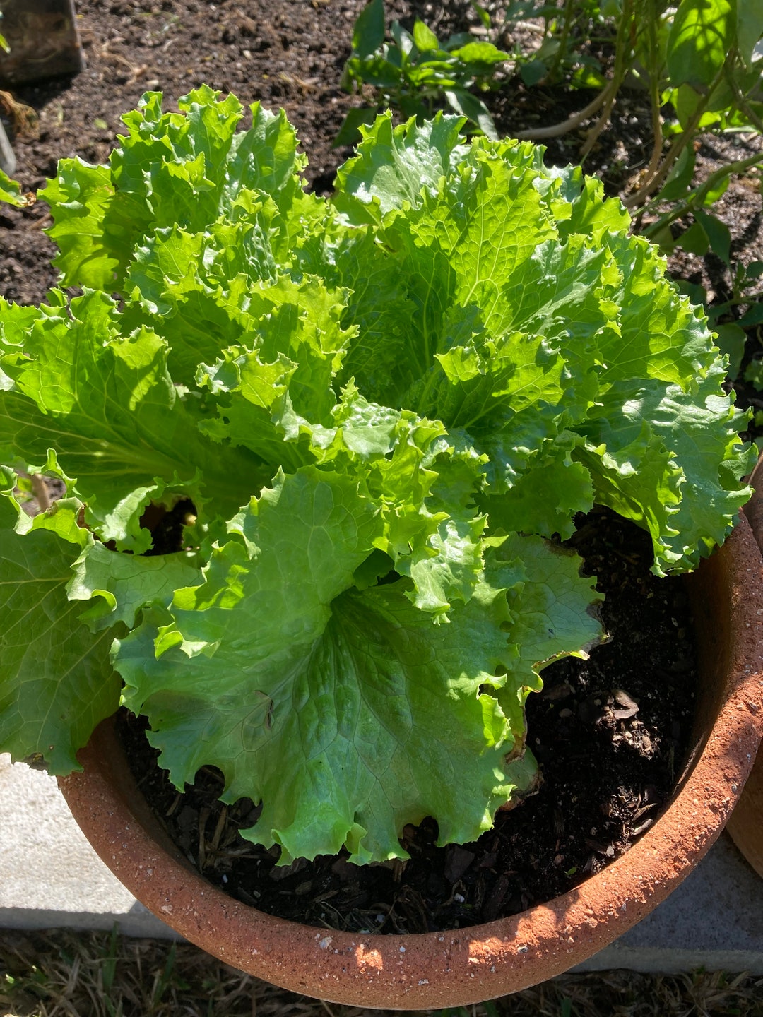 Organic Lettuce / Loose Leaf Lettuce Seeds Etsy