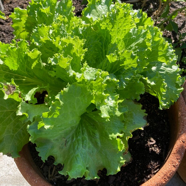 Organic Lettuce / Loose Leaf Lettuce Seeds