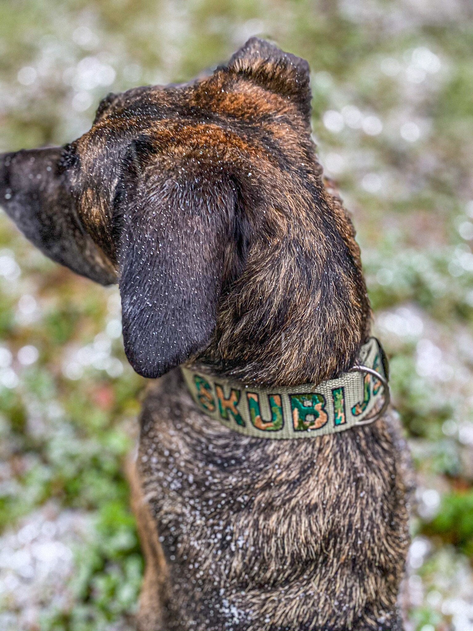 Personalized Dog Collar Embroidery With Name and Phone Number Custom Dog Collar Dog Lover Gift embroidered Dog Collar Etsy Canada