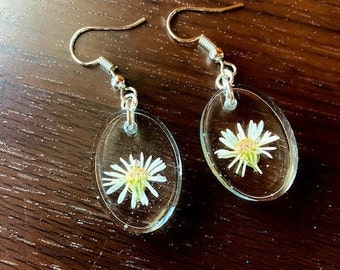White Asters Pressed Flower Earrings with Wire Back -- Dangle Earrings