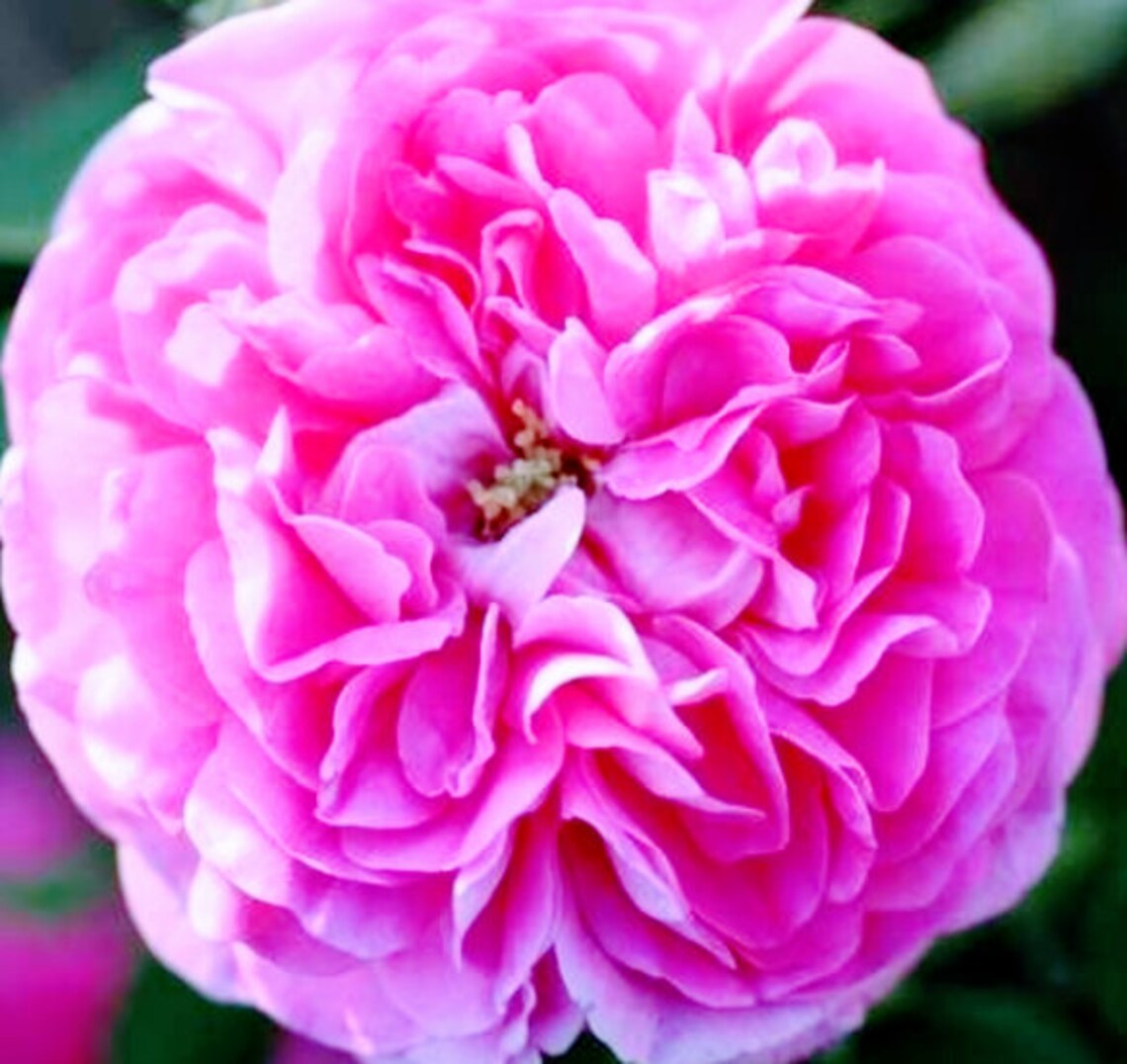 Rosa Pink Cabbage Rose Bush 14 seeds Perennial shrub zones Etsy