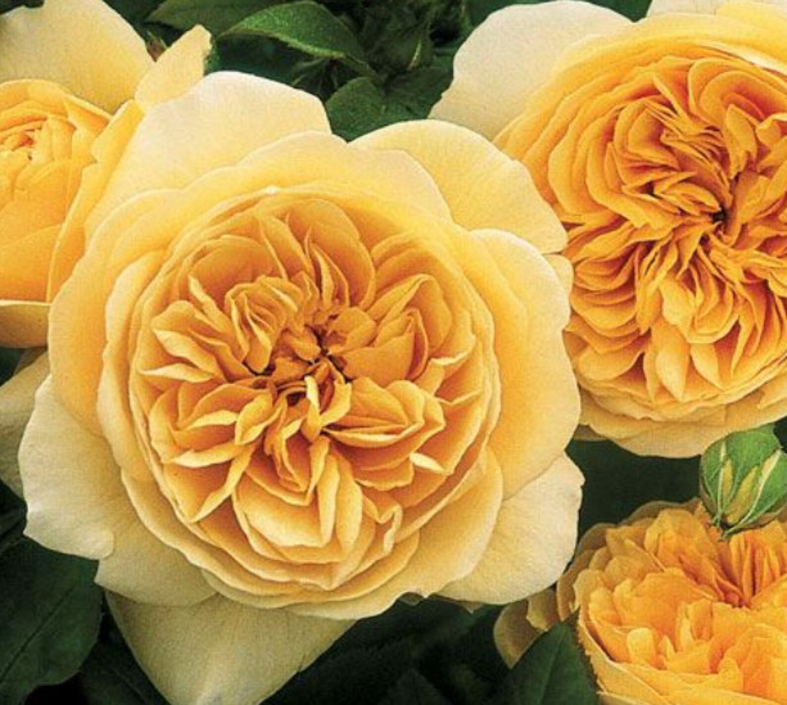 Rosa Teasing Rose Bush 14 seeds Perennial shrub zones Etsy