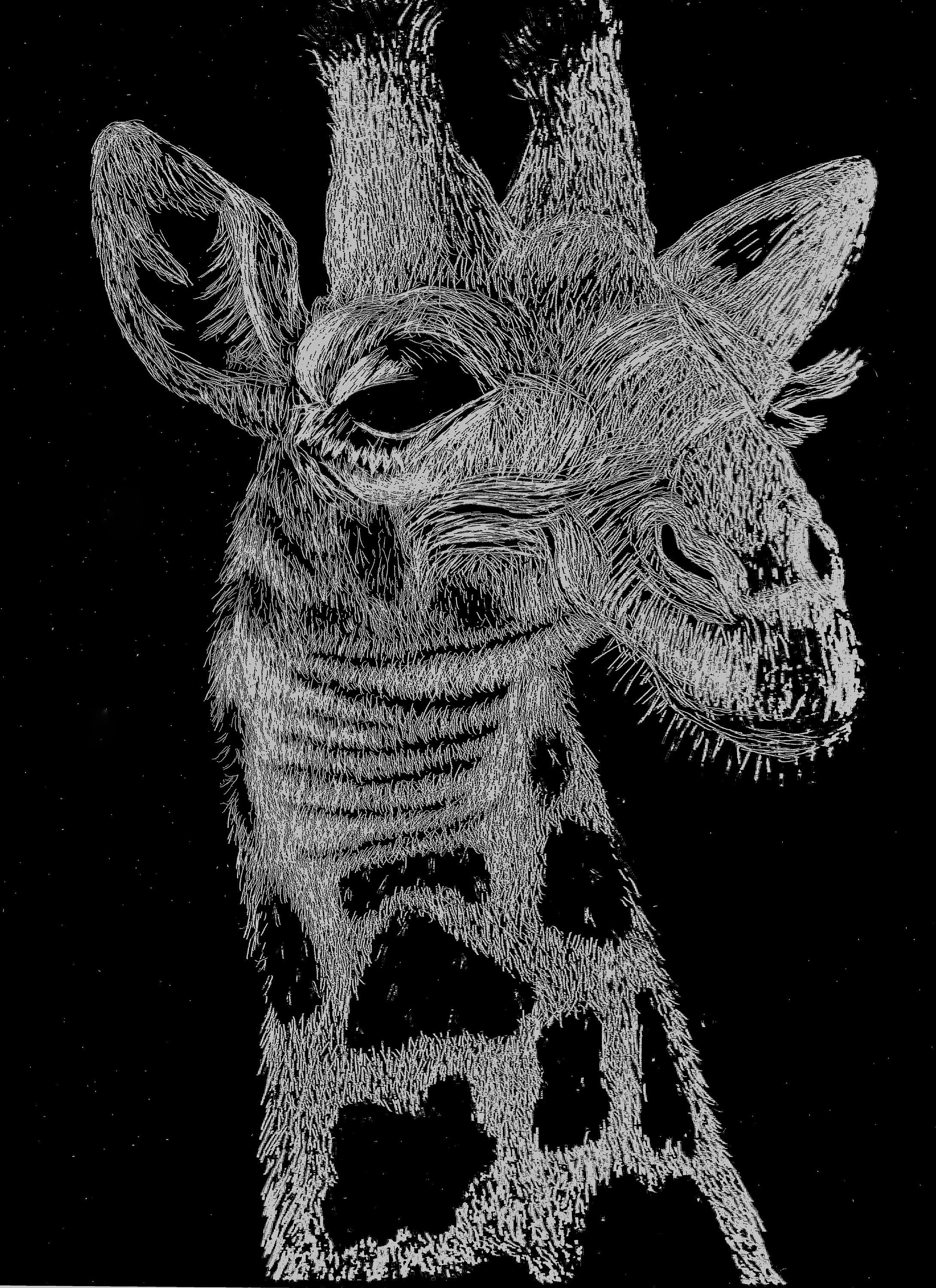 Lofty Giraffe Art Print One of A kind Scratchboard Art Etsy