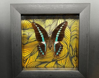Real Butterfly Shadowbox Display Real Graphium Milon Butterfly Wall Art Black Insect Art Blue Insect Home Decor Oddities Home Decor Real Bug