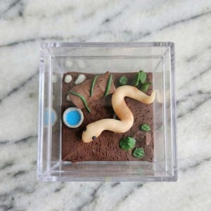 Pied Ball Python Clay Terrarium in Acrylic Case