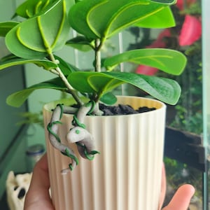 May include: A small, cream-colored, ribbed ceramic pot holds a vibrant green plant with large, rounded leaves. A decorative, gray snake with green vines is wrapped around the pot. The pot is held by a person.