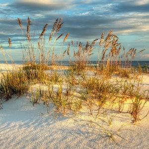 Sea Oat Sunset Panoramic Landscape Photograph Printed on Canvas by ...