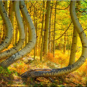 aSpens | Panoramic Landscape Photograph Printed on Canvas by Cavanah