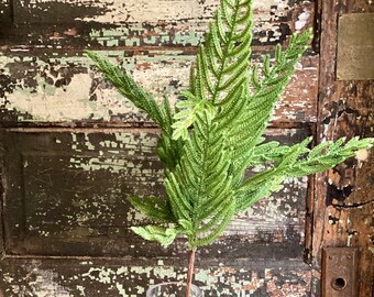 Norfolk Island Pine Etsy