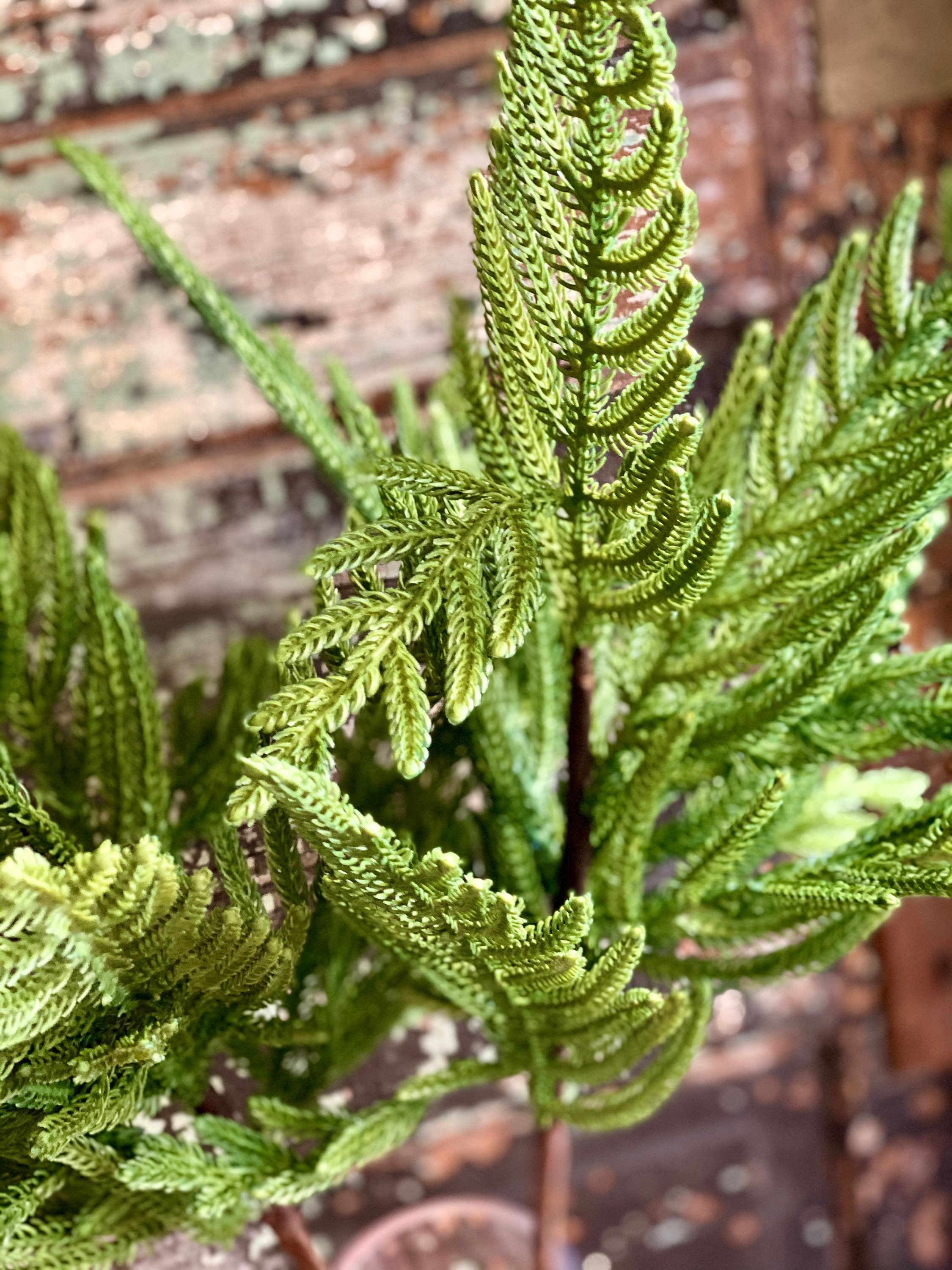 Artificial Norfolk Island Pine Spray Real touch faux pine Etsy