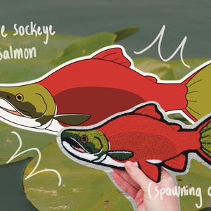 May include: Illustration of two sockeye salmon. The top fish is red with a green head and yellow tail. The bottom fish, held by a hand, is also red with a green head and yellow tail. Text reads "the sockeye salmon" and "(Spawning adult)".