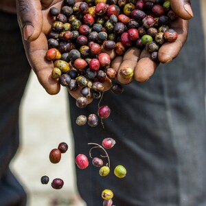 SEATTLE'S FINEST ETHIOPIAN Exceptional Arabica coffee Organic Dur Feres Coffee Boon Boona Coffee Blue berries Coffee Bag 12oz image 8