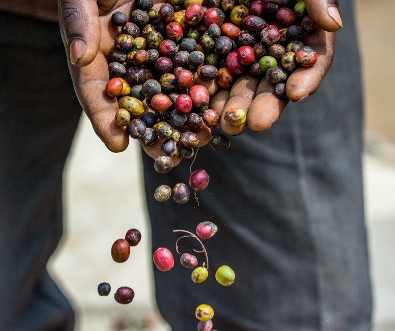 SEATTLE'S FINEST ETHIOPIAN Exceptional Arabica coffee Organic Dur Feres Coffee Boon Boona Coffee Blue berries Coffee Bag 12oz image 8