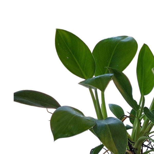 Philodendron Imperial Green in four inch pot