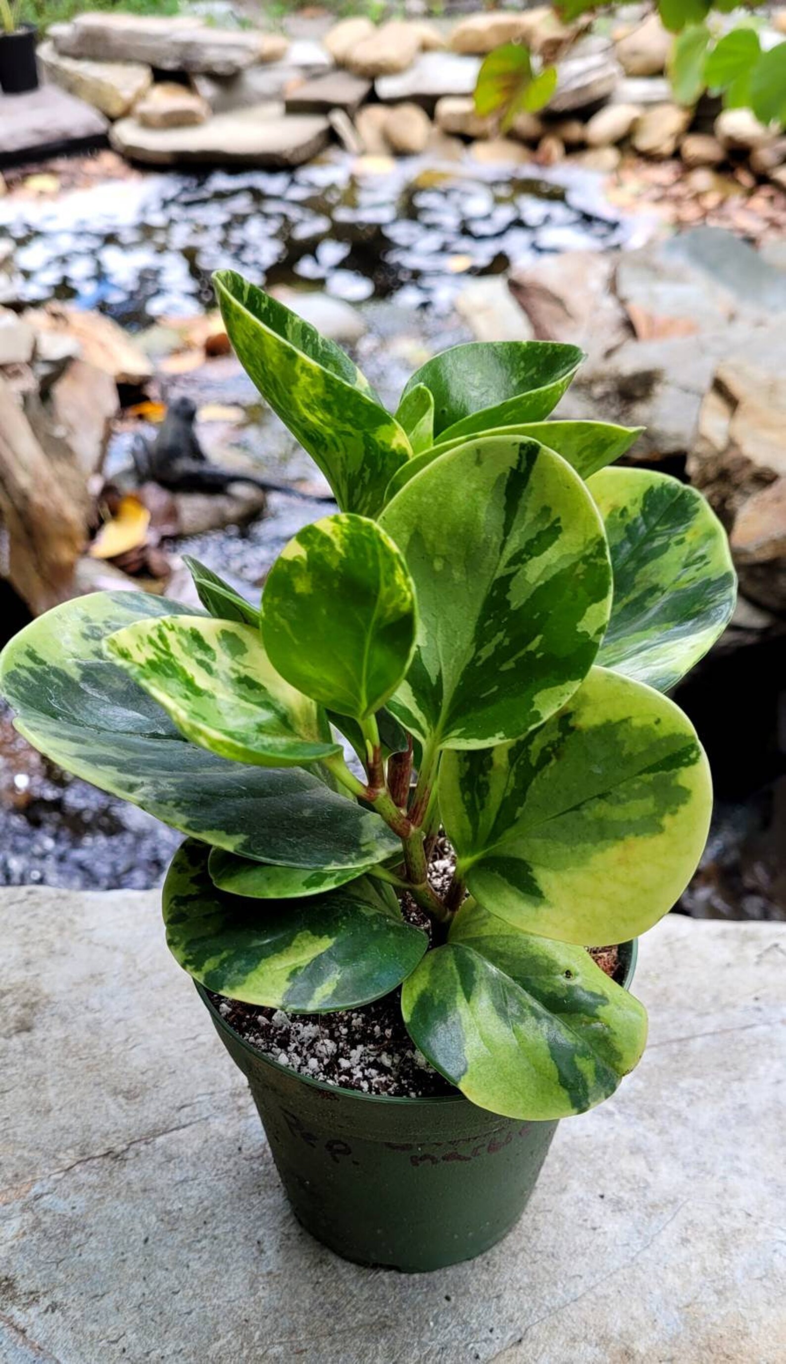 Peperomia Marbled Obtusifolia CAT SAFE American Rubber Plant Etsy