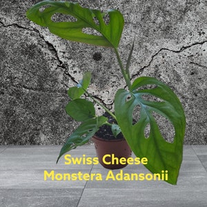 Monstera Adonsonii #4 Swiss Cheese Starter Plant In two inch pot. Photo before shipping