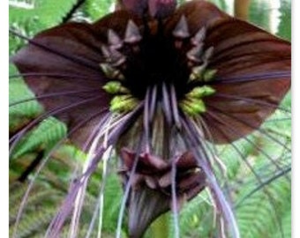 FREE SHIPPING first class Tacca Black Bat Baby Plant. Photos b4 Shipping Florida Ag. # 4802260557