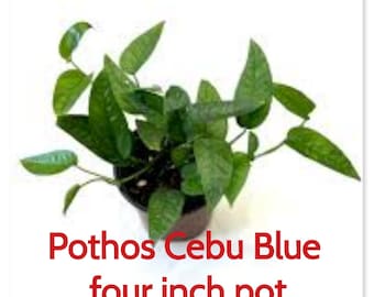 Pothos Cebu Blue ships in four inch pot. I send photos b4 Shipping