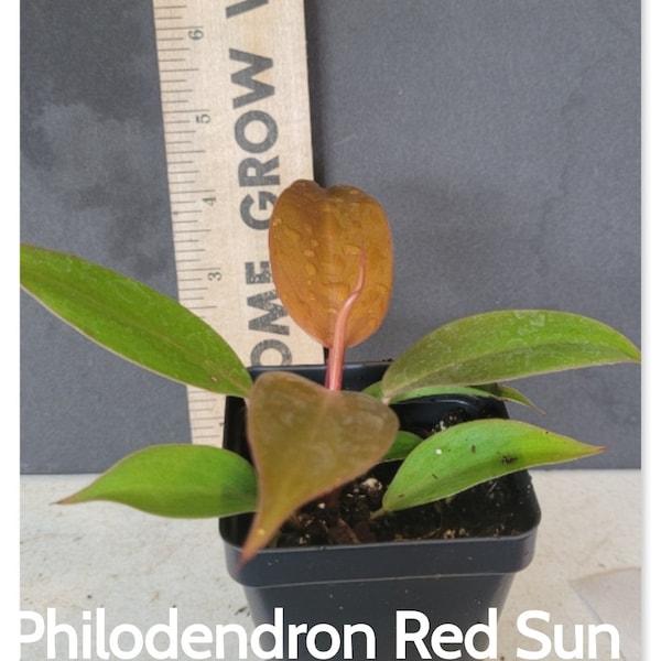 Philodendron Red Sun in  four inch pot.  Photos b4 Shipping